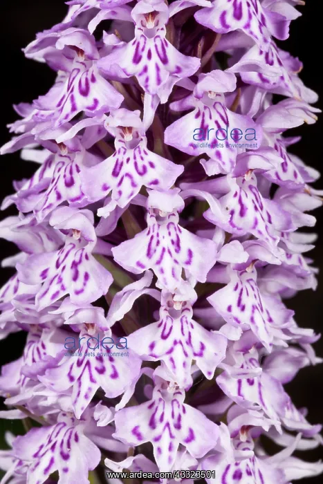 : 80179198 Common Spotted Orchid - flower spike Chalk : 80179198 Common Spotted Orchid - flower spike Chalk