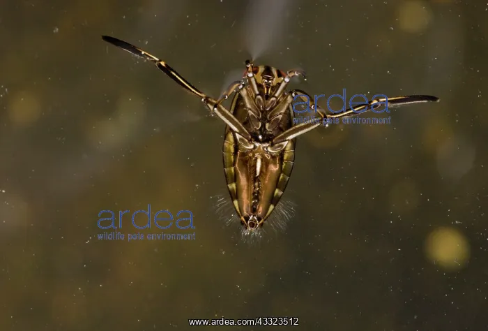 : 80179200 Common Backswimmer - swimming upside-down : 80179200 Common Backswimmer - swimming upside-down