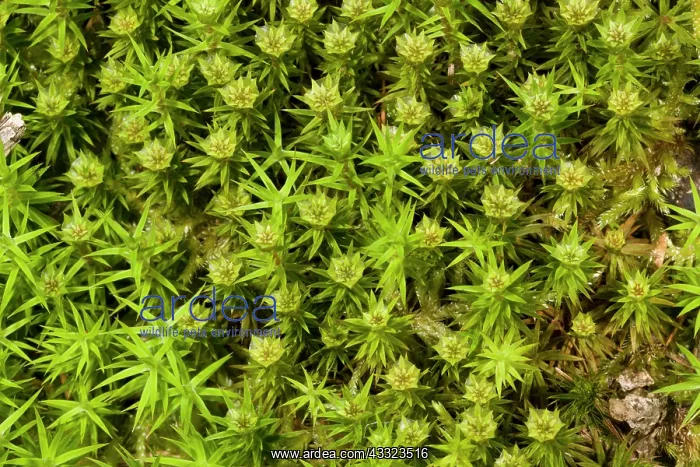 : 80179201 Hair Moss - male plants at reproductive : 80179201 Hair Moss - male plants at reproductive