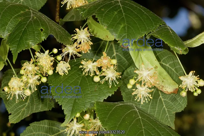 : 80179202 Large-leaved Lime - in flower - rich nectar : 80179202 Large-leaved Lime - in flower - rich nectar