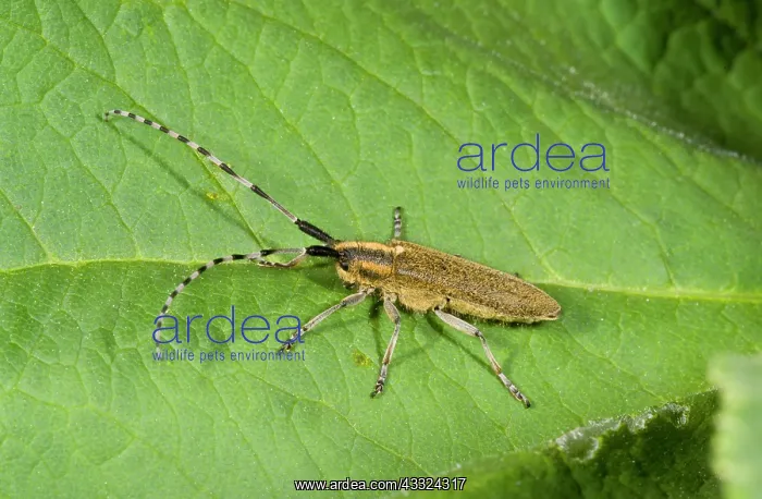 : 80179203 Longhorn Beetle - associated with thistles : 80179203 Longhorn Beetle - associated with thistles