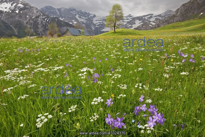 : 80179206 Flowery Hay Meadow - on the with Horned : 80179206 Flowery Hay Meadow - on the with Horned