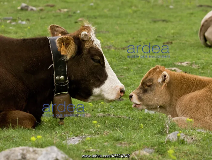 : 80179208 Cattle - cattle grazing in the high glaciated : 80179208 Cattle - cattle grazing in the high glaciated