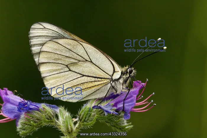 : 80179209 Black-veined White Butterfly - on Viper's : 80179209 Black-veined White Butterfly - on Viper's