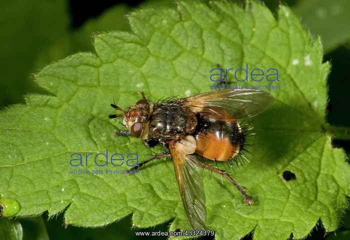 : 80179213 Parasitic Tachinid Fly - the larvae are : 80179213 Parasitic Tachinid Fly - the larvae are