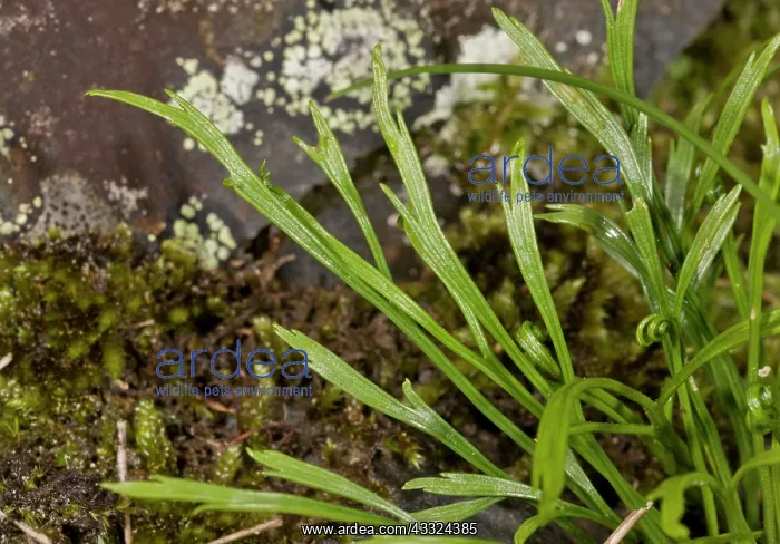: 80179214 Forked Spleenwort - uncommon fern of acid : 80179214 Forked Spleenwort - uncommon fern of acid
