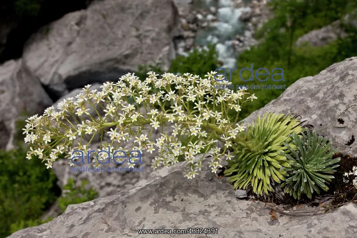 : 80179215 Pyrenean Saxifrage - on limestone cliffs : 80179215 Pyrenean Saxifrage - on limestone cliffs