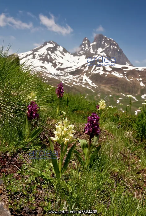 : 80179217 Elder-flowered Orchids - Col du Pourtalet : 80179217 Elder-flowered Orchids - Col du Pourtalet