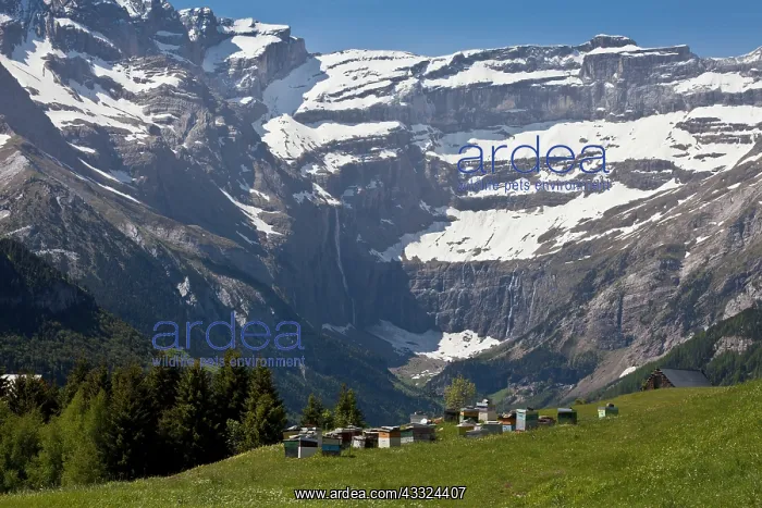 : 80179218 Bee-hives - in hay meadows Cirque de Gavarnie : 80179218 Bee-hives - in hay meadows Cirque de Gavarnie