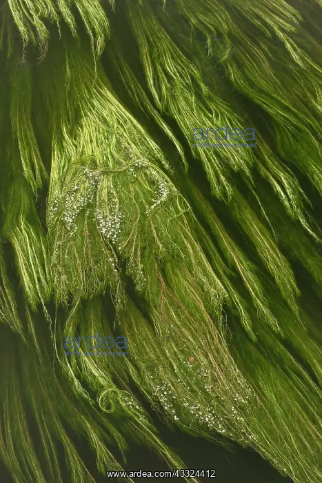 : 80179219 River Water Crowfoot swirling in the River : 80179219 River Water Crowfoot swirling in the River