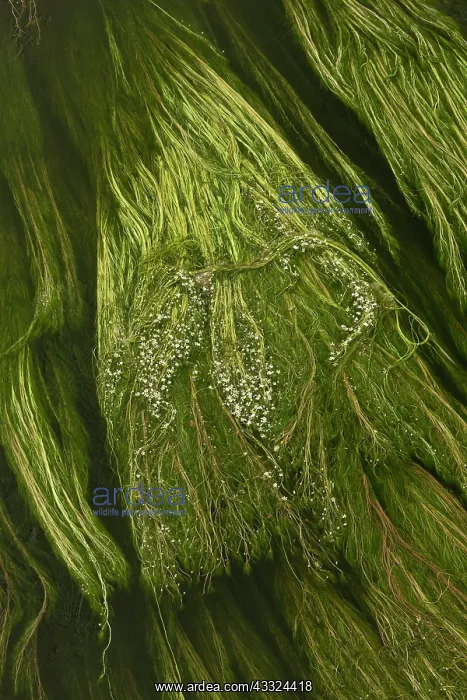 : 80179220 River Water Crowfoot - swirling in the : 80179220 River Water Crowfoot - swirling in the