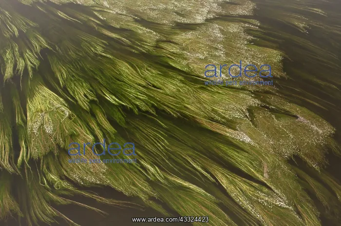 : 80179221 River Water Crowfoot - swirling in the : 80179221 River Water Crowfoot - swirling in the