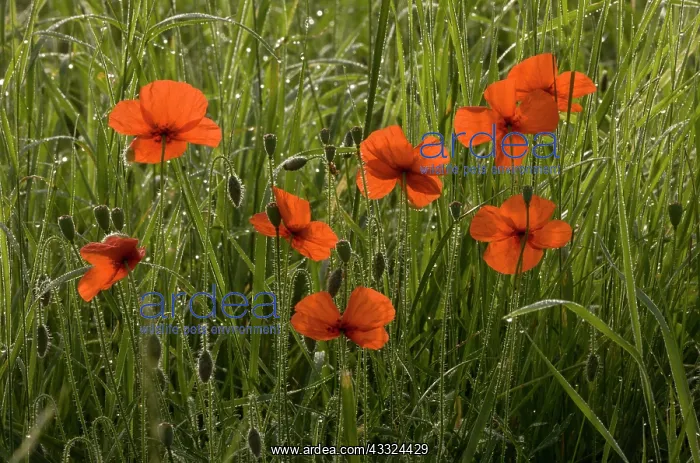: 80179222 Common Poppy - on a misty dewy early morning : 80179222 Common Poppy - on a misty dewy early morning