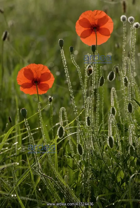 : 80179223 Common Poppy - on a misty dewy early morning : 80179223 Common Poppy - on a misty dewy early morning