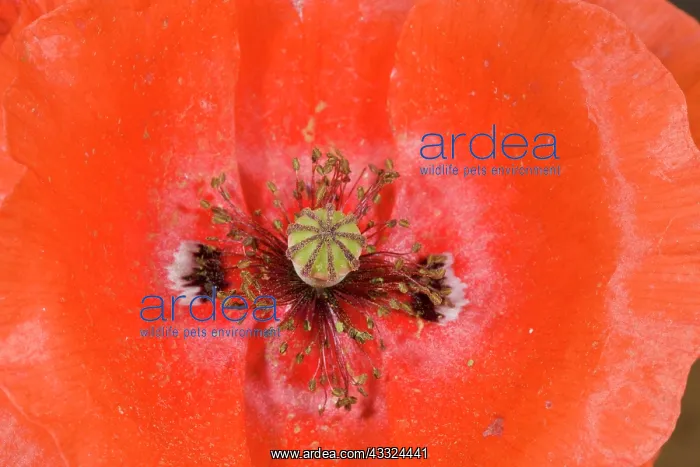 : 80179224 Common Poppy - stamens, stigmas and carpels : 80179224 Common Poppy - stamens, stigmas and carpels