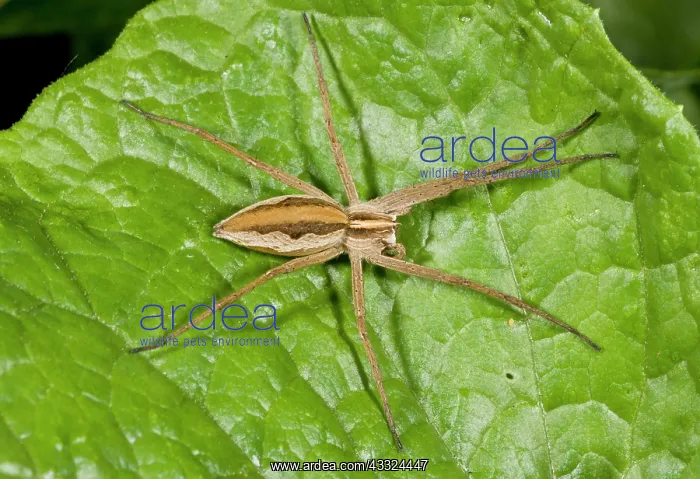 : 80179225 Nursery Web Spider - on leaf Pisaura mirabilis : 80179225 Nursery Web Spider - on leaf Pisaura mirabilis