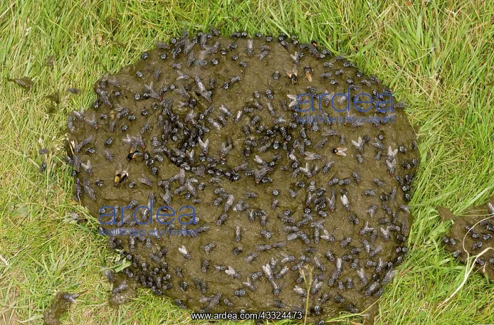 : 80179229 Flies - mainly Flesh-fly, Noon and Dung-flies : 80179229 Flies - mainly Flesh-fly, Noon and Dung-flies
