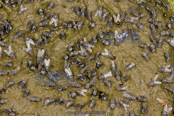 : 80179230 Flies - mainly Flesh-fly, Noon and Dung-flies : 80179230 Flies - mainly Flesh-fly, Noon and Dung-flies