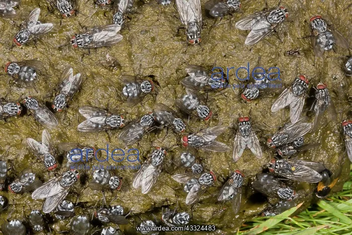 : 80179231 Flies - mainly Flesh-fly, Noon and Dung-flies : 80179231 Flies - mainly Flesh-fly, Noon and Dung-flies