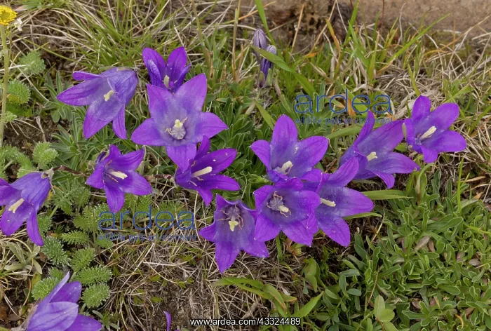 : 80179232 Dwarf Alpine Bellflower - at 2700m Ovit : 80179232 Dwarf Alpine Bellflower - at 2700m Ovit