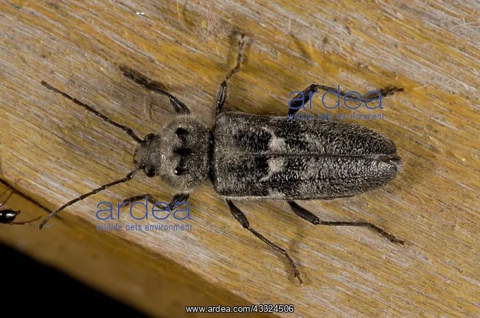 : 80179235 Old-house Borer / House Longhorn Beetle : 80179235 Old-house Borer / House Longhorn Beetle
