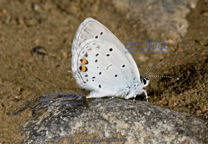 : 80179236 Short-tailed Blue - drinking at muddy pool : 80179236 Short-tailed Blue - drinking at muddy pool