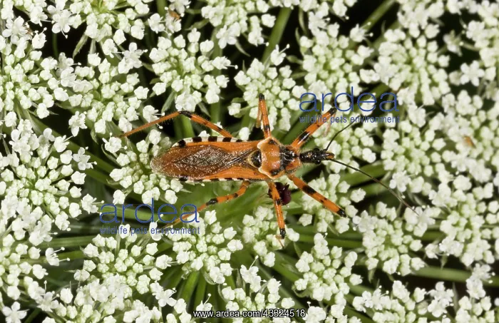 : 80179237 Assassin Bug - hunting on Umbellifer flowers : 80179237 Assassin Bug - hunting on Umbellifer flowers