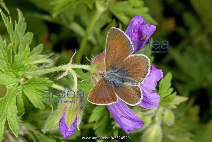: 80179239 Geranium Argus Butterfly - on Caucasian : 80179239 Geranium Argus Butterfly - on Caucasian