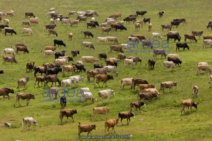 : 80179240 Cattle - herd in the high pastures on the : 80179240 Cattle - herd in the high pastures on the