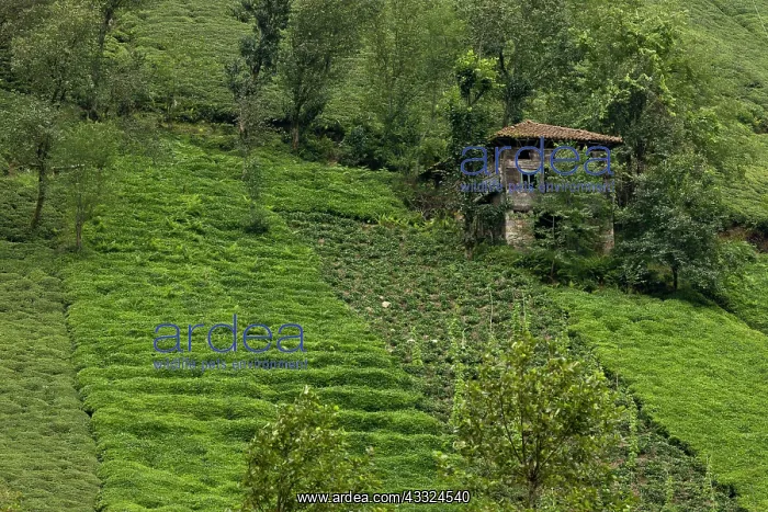 : 80179241 Tea Plantations - on the steep slopes : 80179241 Tea Plantations - on the steep slopes