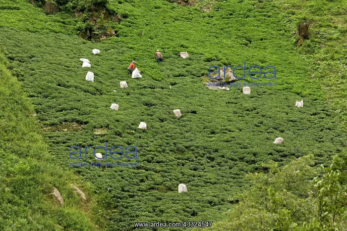 : 80179242 Tea Plantations - with tea-pickers at work : 80179242 Tea Plantations - with tea-pickers at work