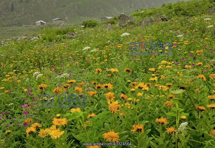 : 80179245 Giant Fleabane - in high damp pastures : 80179245 Giant Fleabane - in high damp pastures