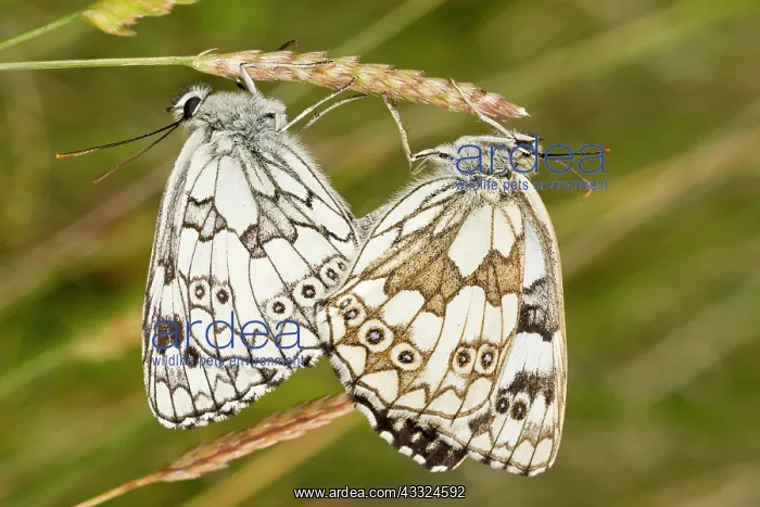 : 80179250 Marbled White Butterflies - mating pair : 80179250 Marbled White Butterflies - mating pair