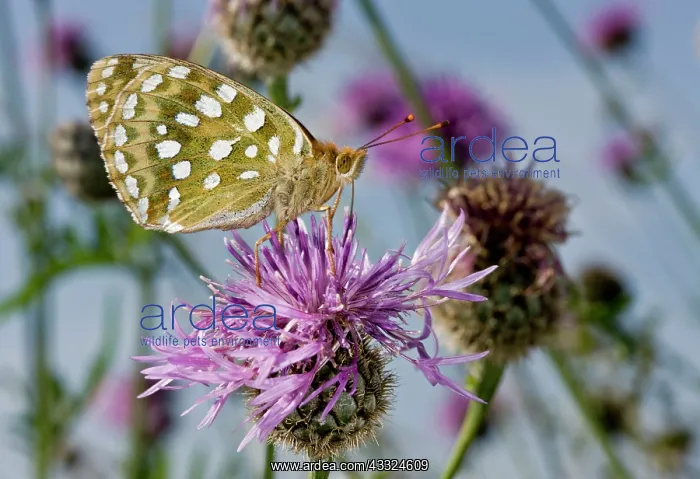 : 80179253 Dark Green Fritillary Butterfly - feeding : 80179253 Dark Green Fritillary Butterfly - feeding
