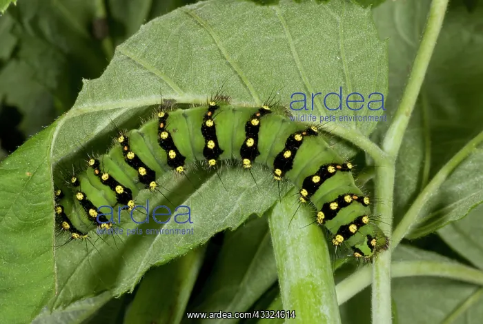 : 80179254 Emperor Moth - fully grown caterpillar : 80179254 Emperor Moth - fully grown caterpillar