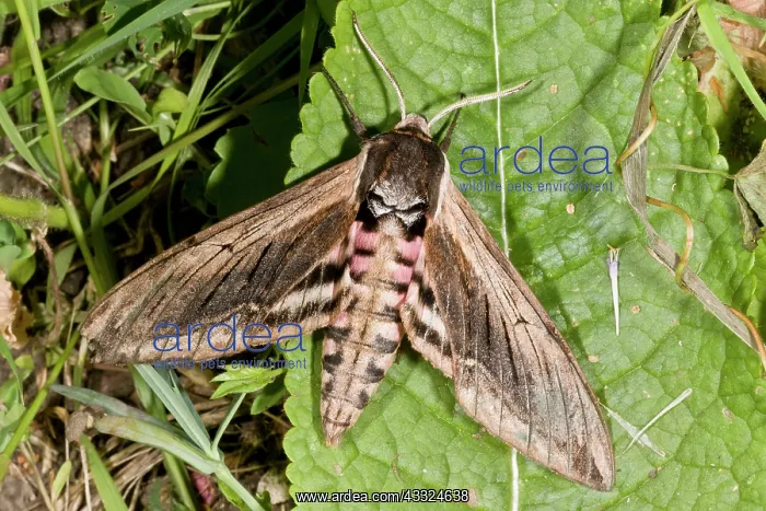 : 80179258 Privet Hawk-moth - in garden Hants, UK : 80179258 Privet Hawk-moth - in garden Hants, UK