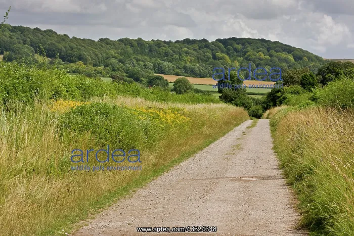 : 80179260 Quiet Country Lane - with hedges and verges : 80179260 Quiet Country Lane - with hedges and verges
