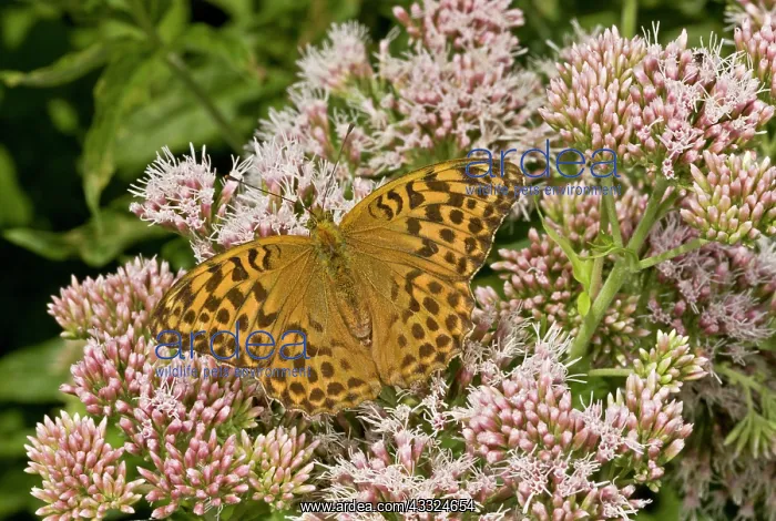 : 80179261 Silver-washed Fritillary Butterfly - female : 80179261 Silver-washed Fritillary Butterfly - female