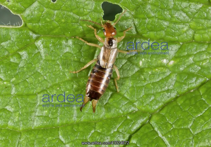 : 80179264 Common Earwig female Forficula auricularia : 80179264 Common Earwig female Forficula auricularia