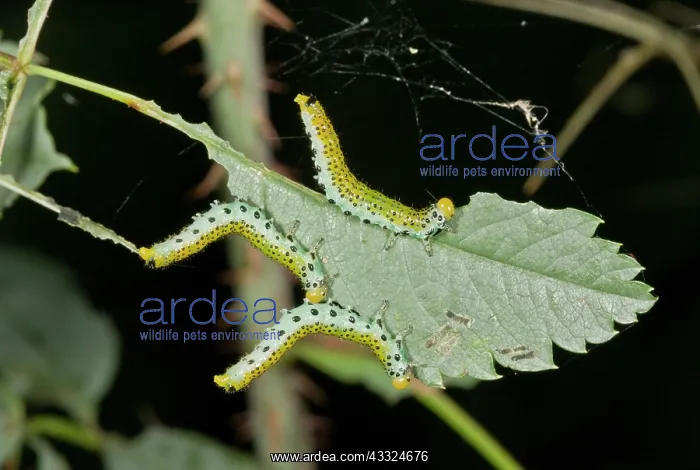 : 80179265 Large Rose Sawfly - larvae on Rose leaf : 80179265 Large Rose Sawfly - larvae on Rose leaf