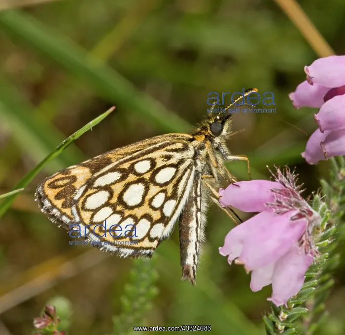 : 80179266 Large Chequered Skipper - feeding on Cross-leaved : 80179266 Large Chequered Skipper - feeding on Cross-leaved