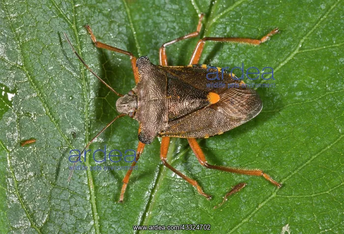 : 80179269 Forest Bug - on alder tree - common woodland : 80179269 Forest Bug - on alder tree - common woodland