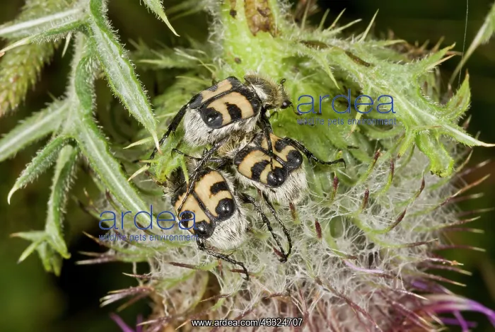 : 80179270 Bee Beetle / Bee Chafers - feeding on Woolly : 80179270 Bee Beetle / Bee Chafers - feeding on Woolly