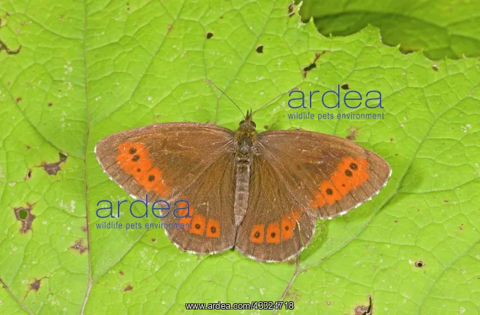 : 80179272 Large Ringlet Butterfly Erebia euryale : 80179272 Large Ringlet Butterfly Erebia euryale