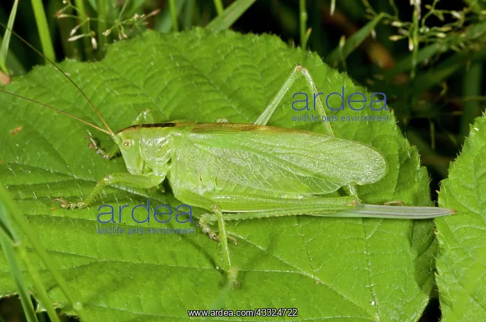 : 80179273 Upland Green Bush-cricket - female Auvergne : 80179273 Upland Green Bush-cricket - female Auvergne