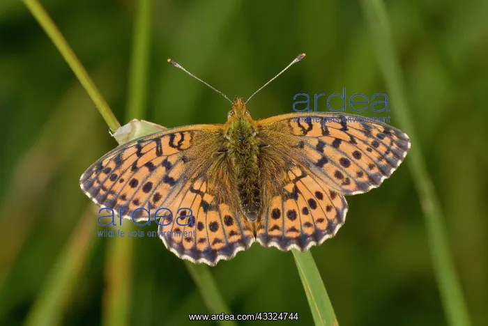 : 80179277 Niobe Fritillary Auvergne, France Argynnis : 80179277 Niobe Fritillary Auvergne, France Argynnis