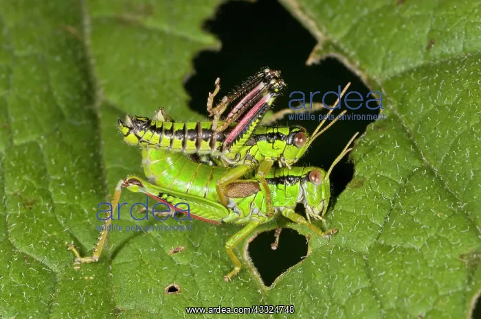  : 80179278 Green Mountain Grasshopper - mating pair