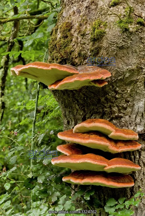 : 80179281 Southern Bracket - bracket fungus on old : 80179281 Southern Bracket - bracket fungus on old