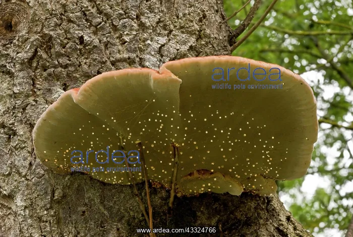 : 80179282 Southern Bracket - bracket fungus on old : 80179282 Southern Bracket - bracket fungus on old