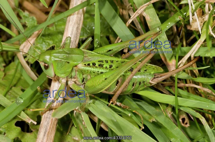 : 80179283 Wart-biter Bush-cricket - female - once : 80179283 Wart-biter Bush-cricket - female - once